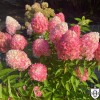 Hydrangea paniculata 'Pink and Rose' - Aedhortensia 'Pink and Rose' C1/1L